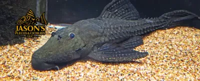 Polka Dot Lyre Tail Pleco - (Acanthicus adonis)