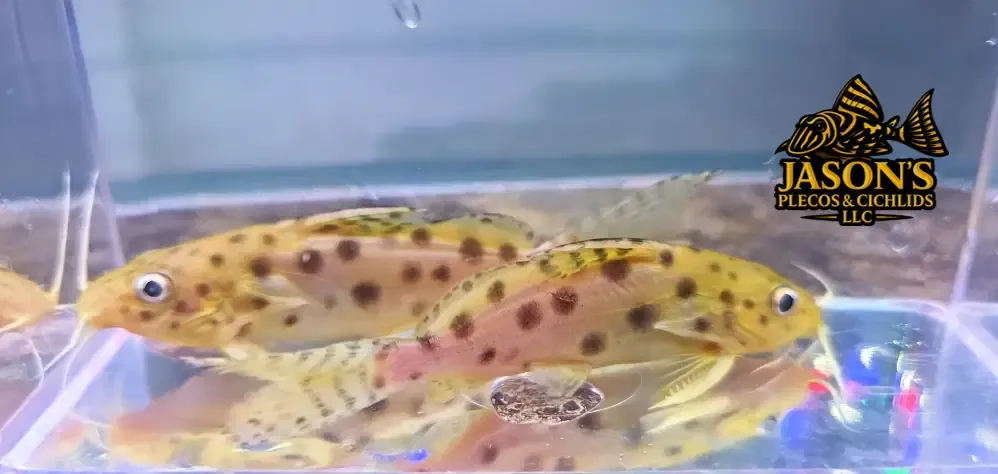 Ocellated Synodontis Catfish - (Synodontis ocellifer)