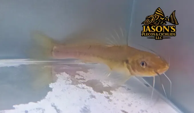 Rhamdella sp. – Unconfirmed Species