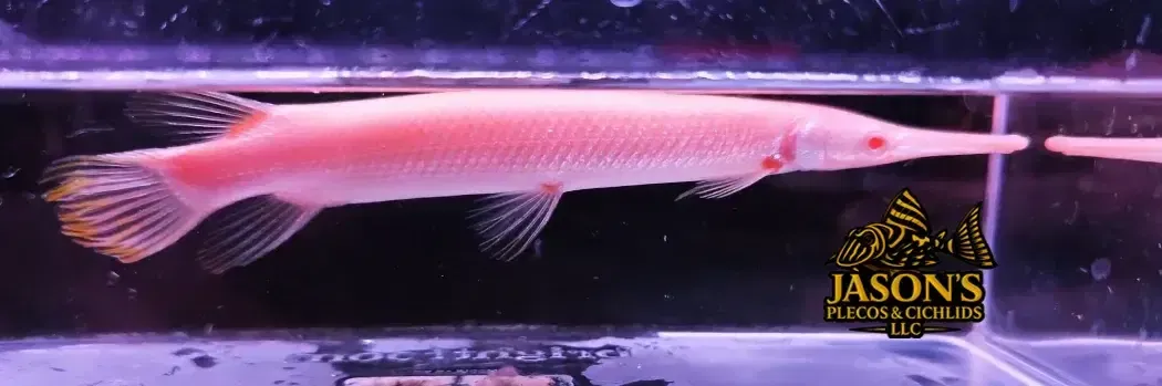 Albino Florida Gar – (Lepisosteus platyrhincus)