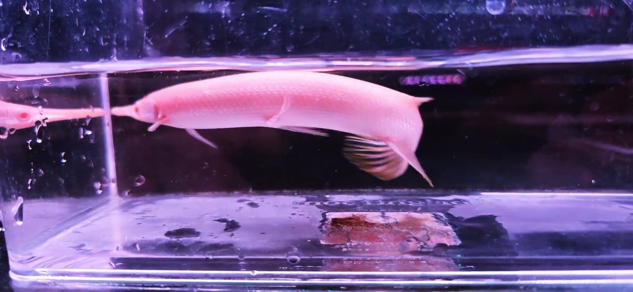 Albino Florida Gar – (Lepisosteus platyrhincus)