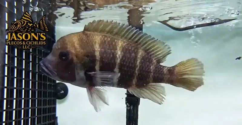 Frontosa Cichlid/Humphead Cichlid - (Cyphotilapia frontosa)