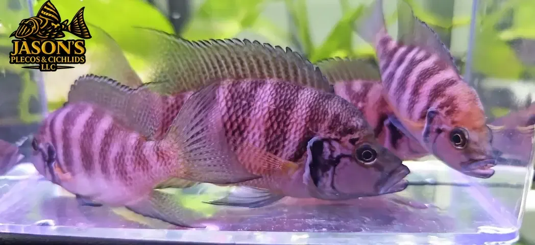 Neolamprologus Savoryi