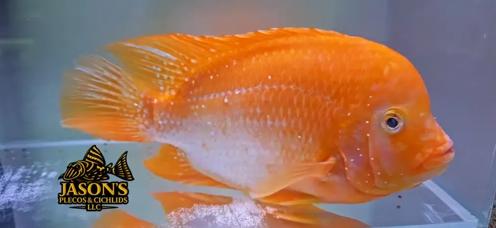 Super Red Texas - (Herichthys cyanoguttatus x Paraneetroplus synspilus x Amphilophus citrinellus)