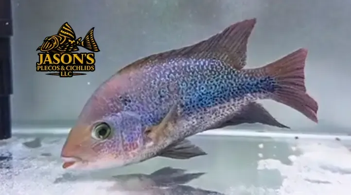 Pink Fenestratus Cichlid - (Vieja Fenestratus)