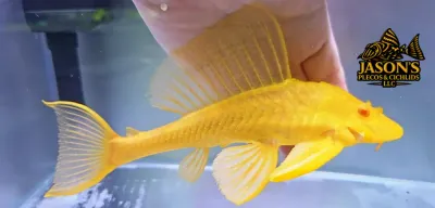 Albino L165 Sail Fin Pleco - (Pterygoplichthys gibbiceps)