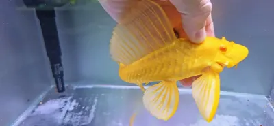 Albino L165 Sail Fin Pleco - (Pterygoplichthys gibbiceps)
