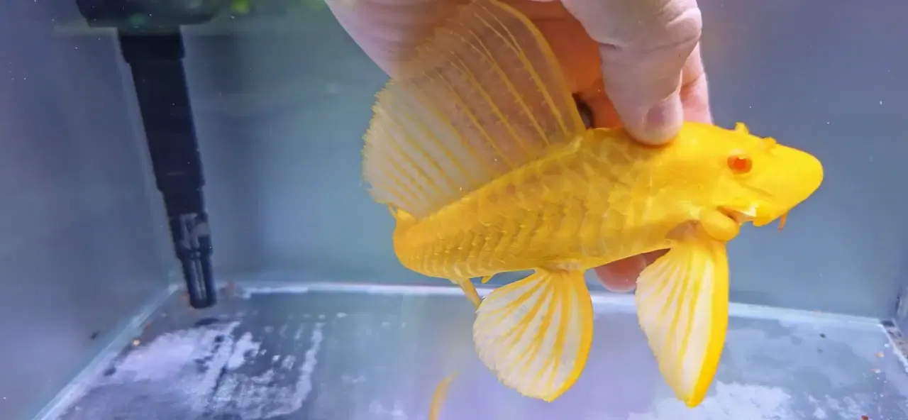 Albino L165 Sail Fin Pleco - (Pterygoplichthys gibbiceps)