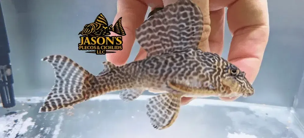 L333 King Tiger Pleco/Maze Zebra Pleco - (Hypancistrus Seideli)