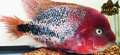 Marbled Fenestratus - (Vieja fenestrata)