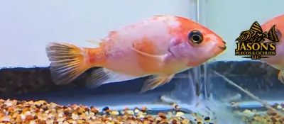 Marbled Fenestratus - (Vieja fenestrata)