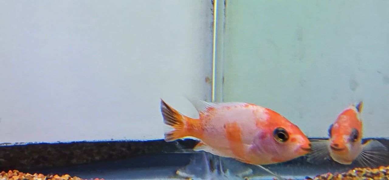 Marbled Fenestratus - (Vieja fenestrata)