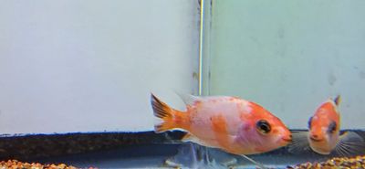 Marbled Fenestratus - (Vieja fenestrata)