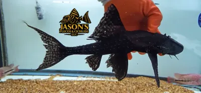 Polka Dot Lyre Tail Pleco - (Acanthicus adonis)