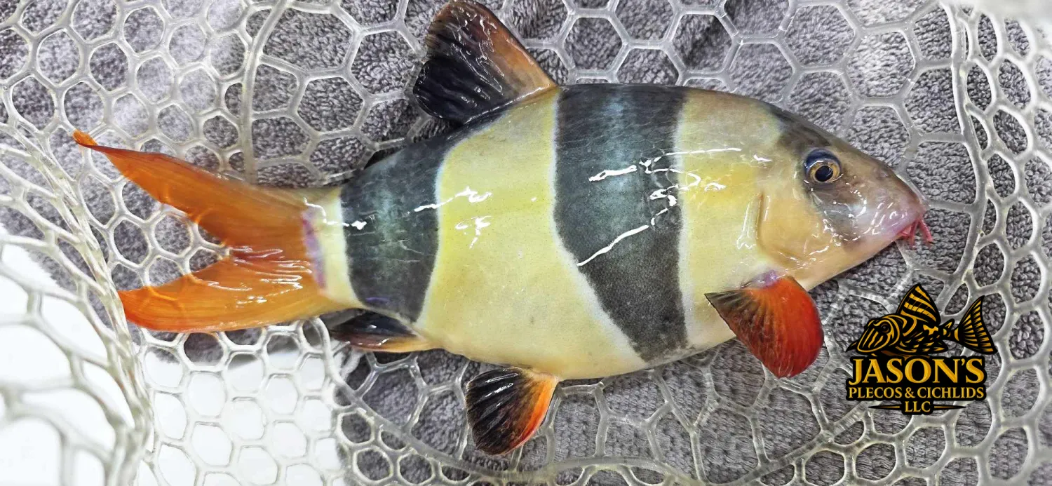 Clown Loach - (Chromobotia macracanthus)