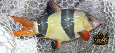 Clown Loach - (Chromobotia macracanthus)