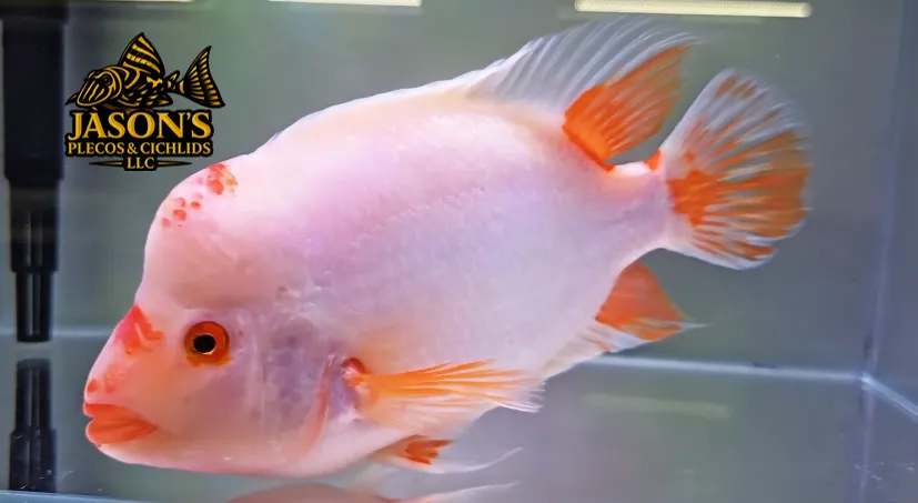Red Devil Cichlid/Midas Cichlid/Midevil Cichlid - (Amphilophus Citrinellus)