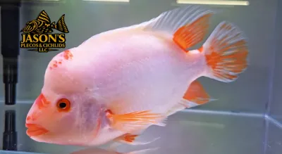 Red Devil Cichlid/Midas Cichlid/Midevil Cichlid - (Amphilophus Citrinellus)