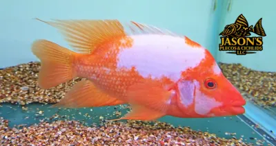 Red Devil Cichlid/Midas Cichlid/Midevil Cichlid - (Amphilophus Citrinellus)