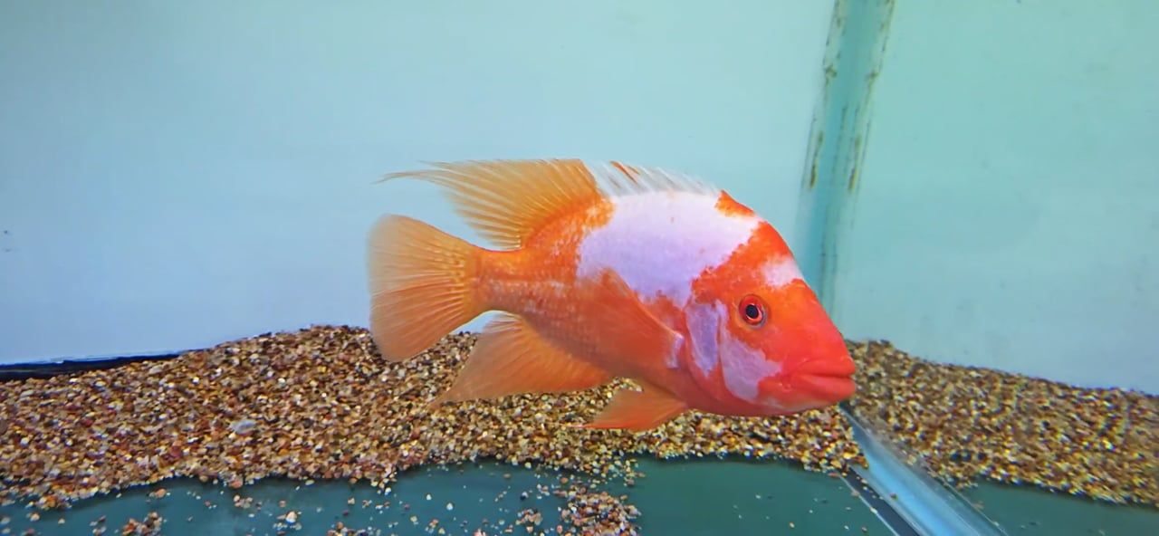 Red Devil Cichlid/Midas Cichlid/Midevil Cichlid - (Amphilophus Citrinellus)
