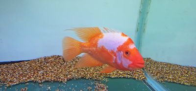 Red Devil Cichlid/Midas Cichlid/Midevil Cichlid - (Amphilophus Citrinellus)