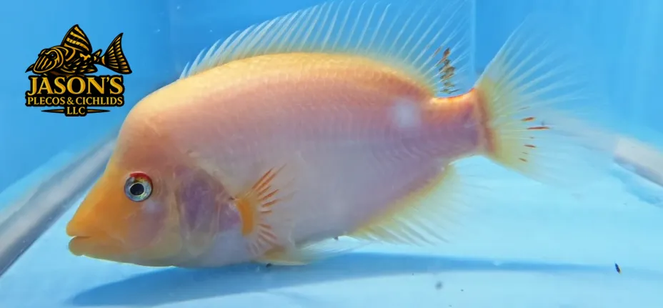 Red Devil Cichlid/Midas Cichlid/Midevil Cichlid - (Amphilophus Citrinellus)