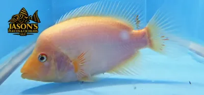 Red Devil Cichlid/Midas Cichlid/Midevil Cichlid - (Amphilophus Citrinellus)