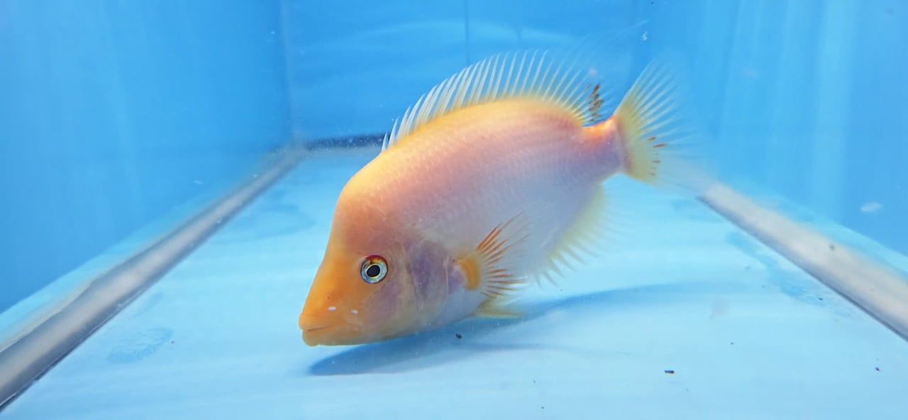Red Devil Cichlid/Midas Cichlid/Midevil Cichlid - (Amphilophus Citrinellus)