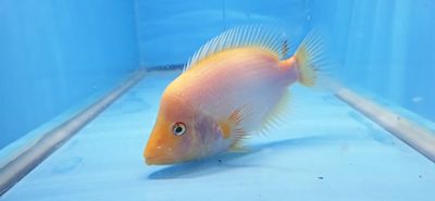 Red Devil Cichlid/Midas Cichlid/Midevil Cichlid - (Amphilophus Citrinellus)