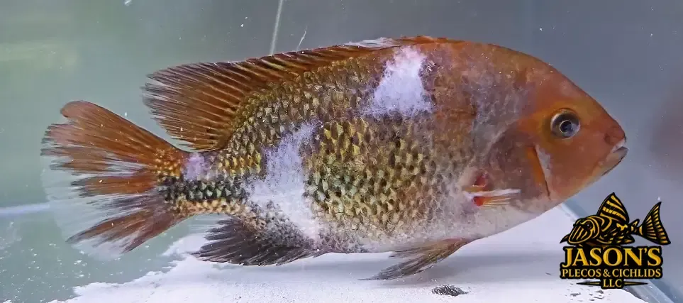 Marbled Fenestratus - (Vieja fenestrata)