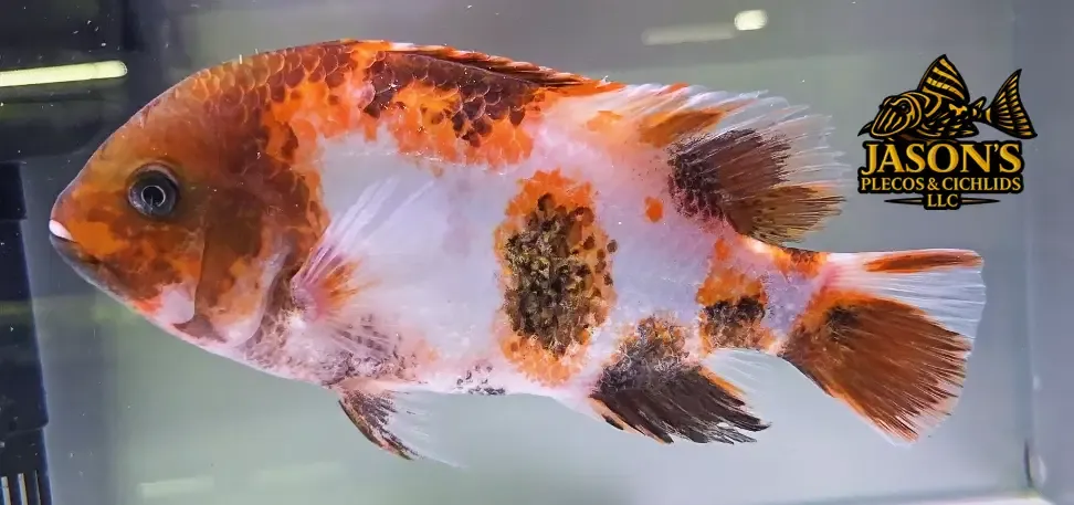 Marbled Fenestratus - (Vieja fenestrata)