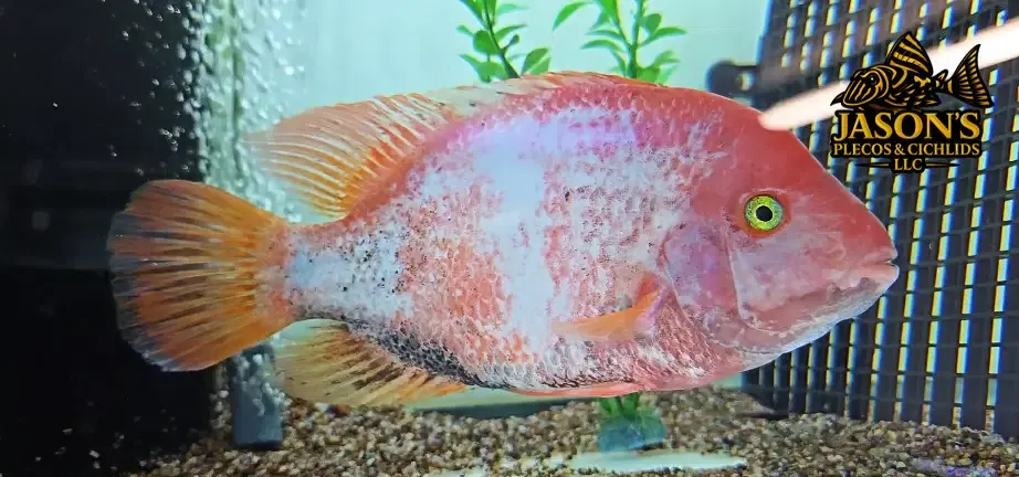 Pink Fenestratus Cichlid - (Vieja Fenestratus)