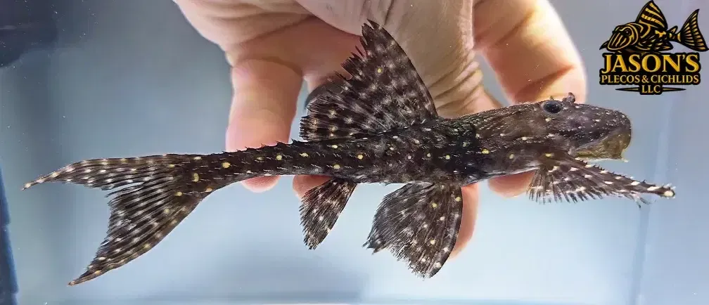 Polka Dot Lyre Tail Pleco - (Acanthicus adonis)