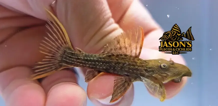 L024 Red Fin Cactus Pleco - (Pseudacanthicus pitanga)