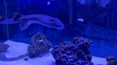Brown Banded Bamboo Shark - (Chiloscyllium punctatum)