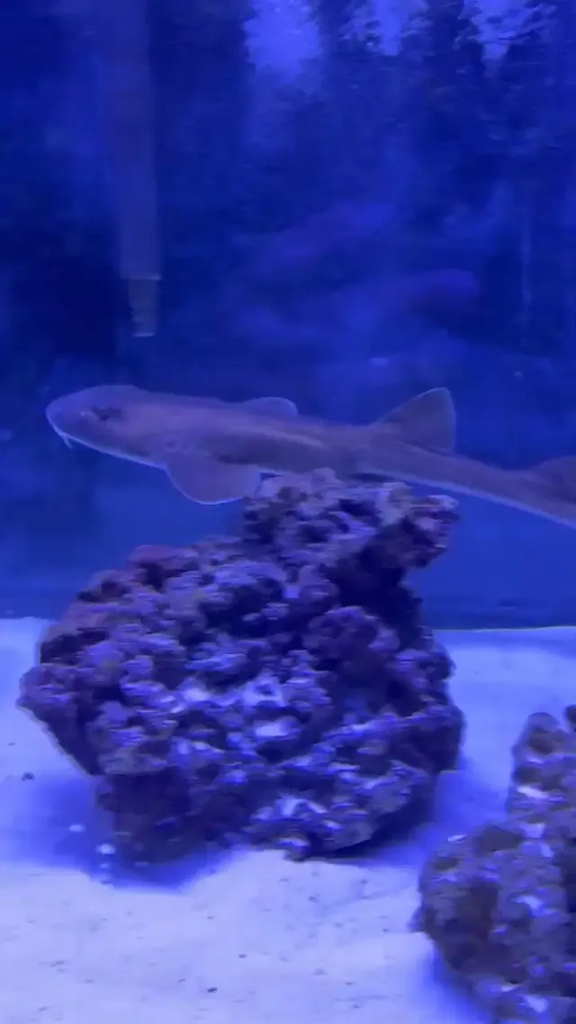 Brown Banded Bamboo Shark - (Chiloscyllium punctatum)