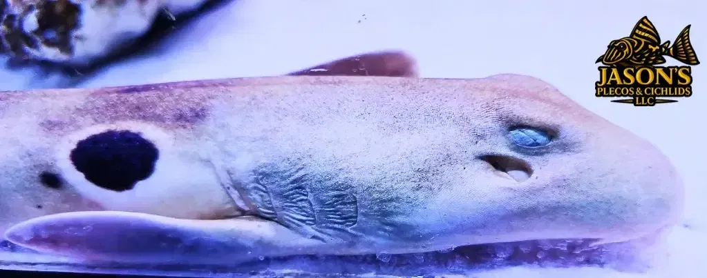 Epaulette Shark - (Hemiscyllium ocellatum)