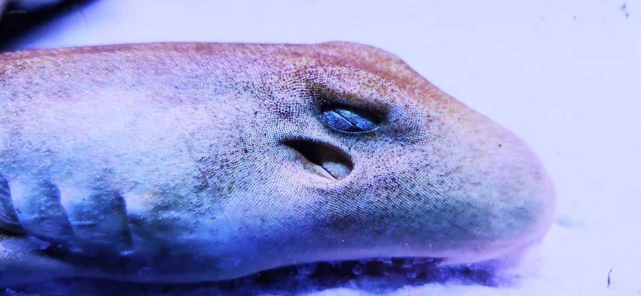 Epaulette Shark - (Hemiscyllium ocellatum)