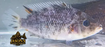 Fenestratus x Friedrichsthalii Hybrid