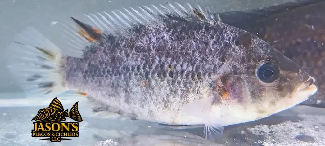 Fenestratus x Friedrichsthalii Hybrid