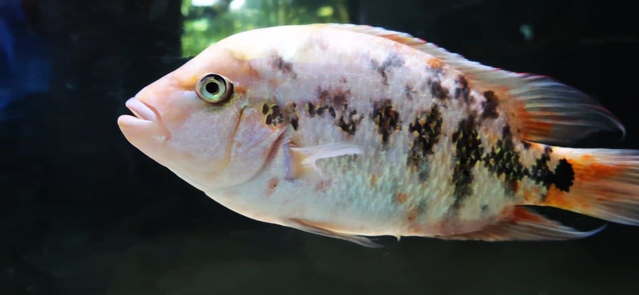 Fenestratus x Friedrichsthalii Hybrid
