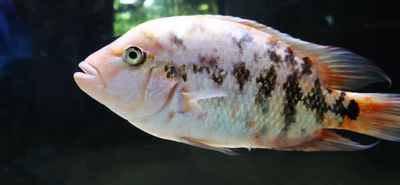 Fenestratus x Friedrichsthalii Hybrid