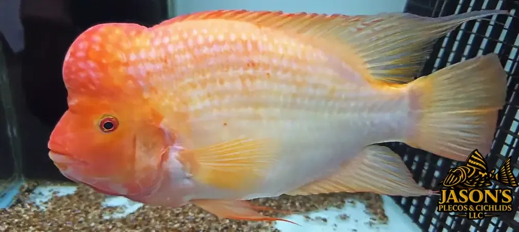 Red Devil Cichlid/Midas Cichlid/Midevil Cichlid - (Amphilophus Citrinellus)