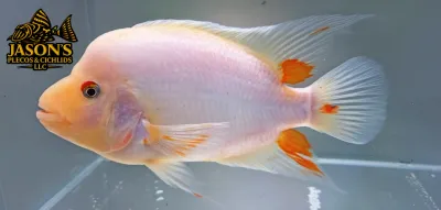 Red Devil Cichlid/Midas Cichlid/Midevil Cichlid - (Amphilophus Citrinellus) Red Devil Cichlid/Midas Cichlid/Midevil Cichlid - (Amphilophus Citrinellus)