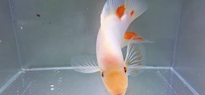 Red Devil Cichlid/Midas Cichlid/Midevil Cichlid - (Amphilophus Citrinellus)