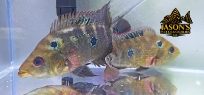 Trimac Cichlid/Three Spot Cichlid - (Amphilophus Trimaculatus) Trimac Cichlid/Three Spot Cichlid - (Amphilophus Trimaculatus)