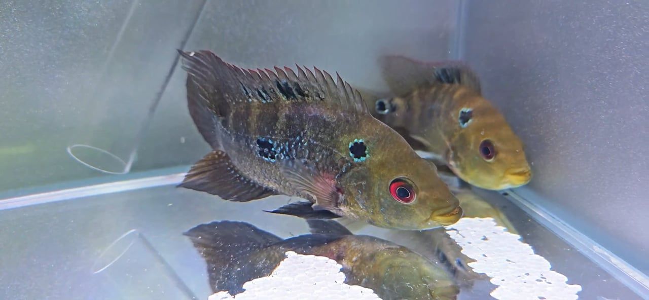 Trimac Cichlid/Three Spot Cichlid - (Amphilophus Trimaculatus)