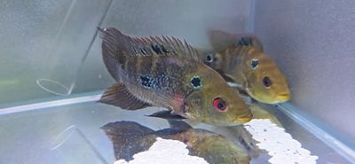 Trimac Cichlid/Three Spot Cichlid - (Amphilophus Trimaculatus)