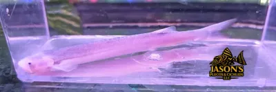 Torpedo Candiru Catfish - (Pareiodon microps)