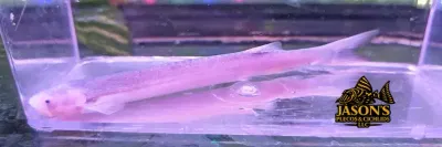 Torpedo Candiru Catfish - (Pareiodon microps)